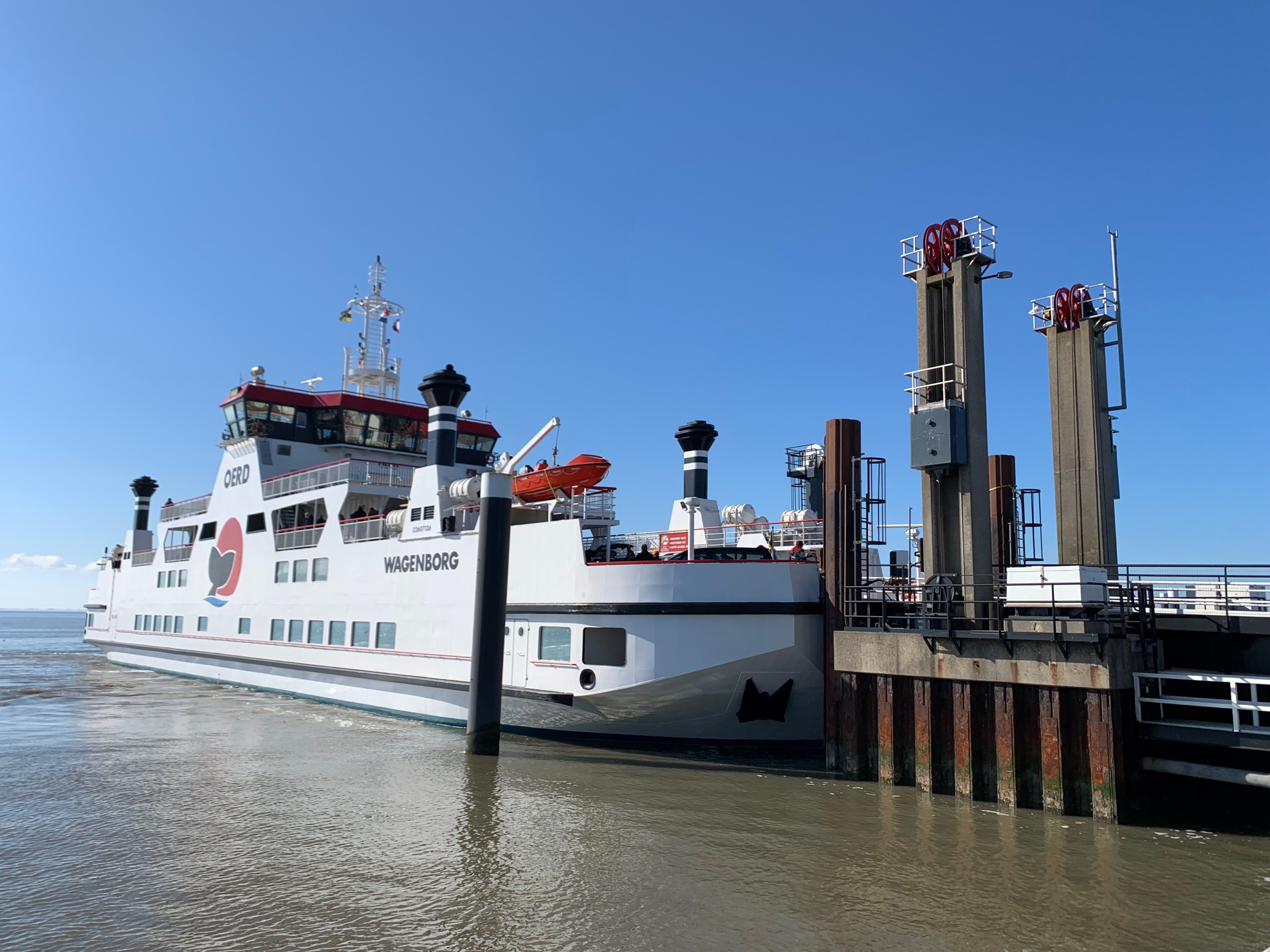 Zeehonden