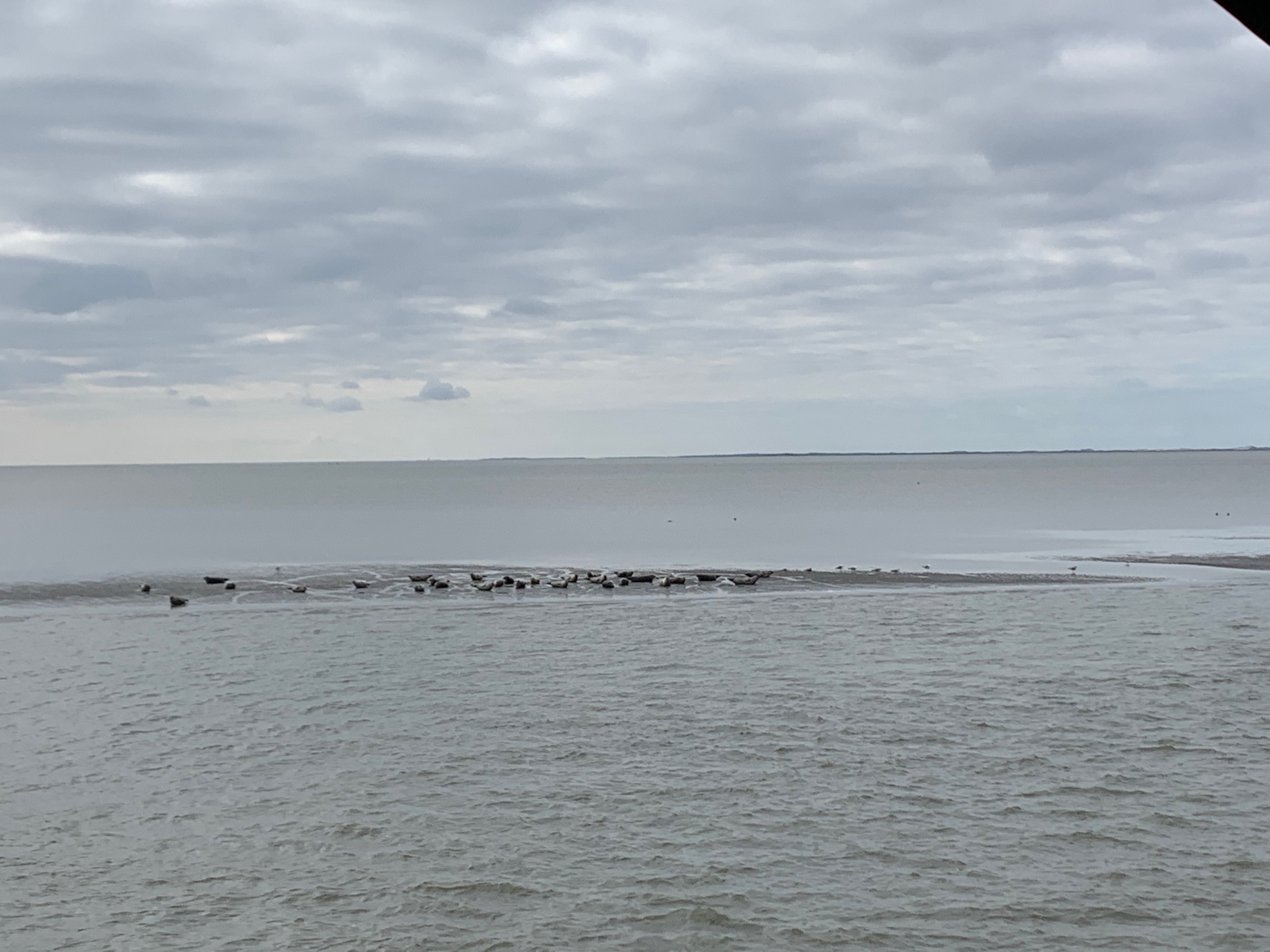 Zeehonden
